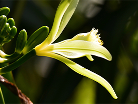 etape transformation vanille tahiti floraison fleur de vanille Norohy