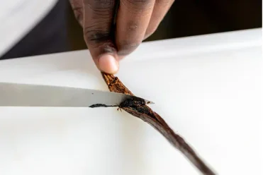 Détail extraction gousse de vanille NOROHY