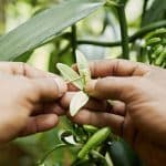 Pollinisation de la fleur de vanille Planifolia de Madagascar