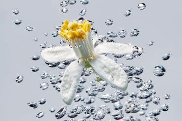 Eau de fleur d'oranger bio Norohy - matières