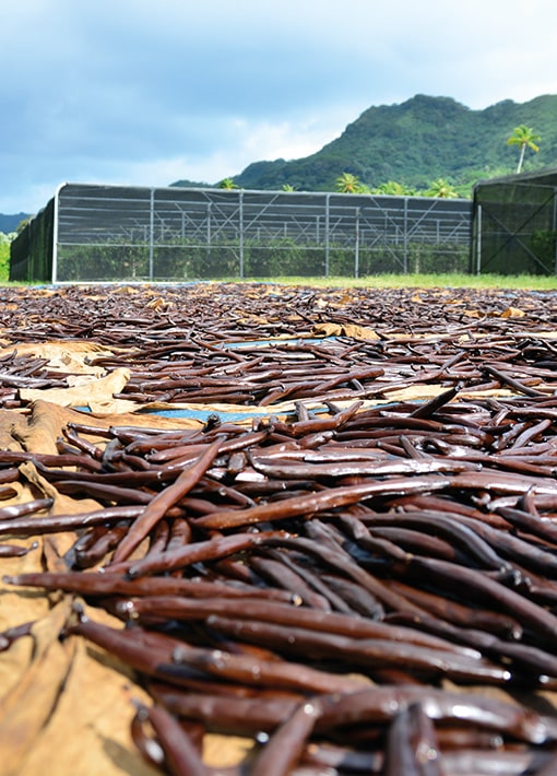 Séchage en extérieur des gousses de vanille de Tahiti