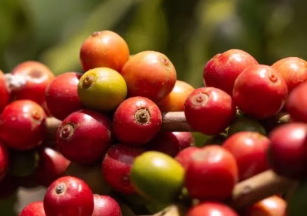 legendes-sur-le-cafe