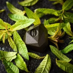 tadoka verveine par norohy
